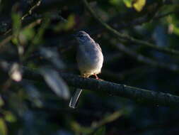 Image of Grey Wagtail