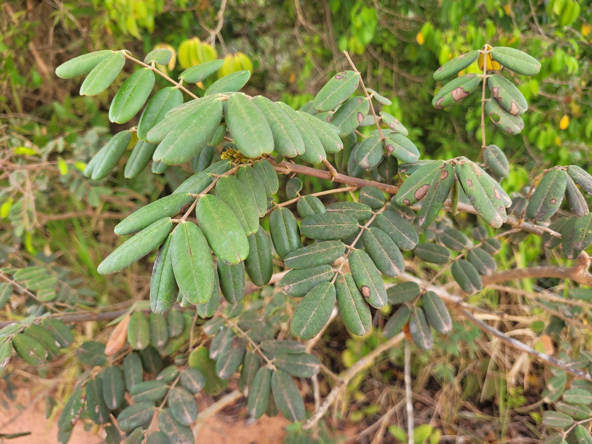 Image of Hymenolobium alagoanum var. parvifolium H. C. Lima