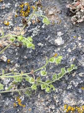 Image of Eritrichium thymifolium (A. DC.) Y. S. Lian & J. Q. Wang