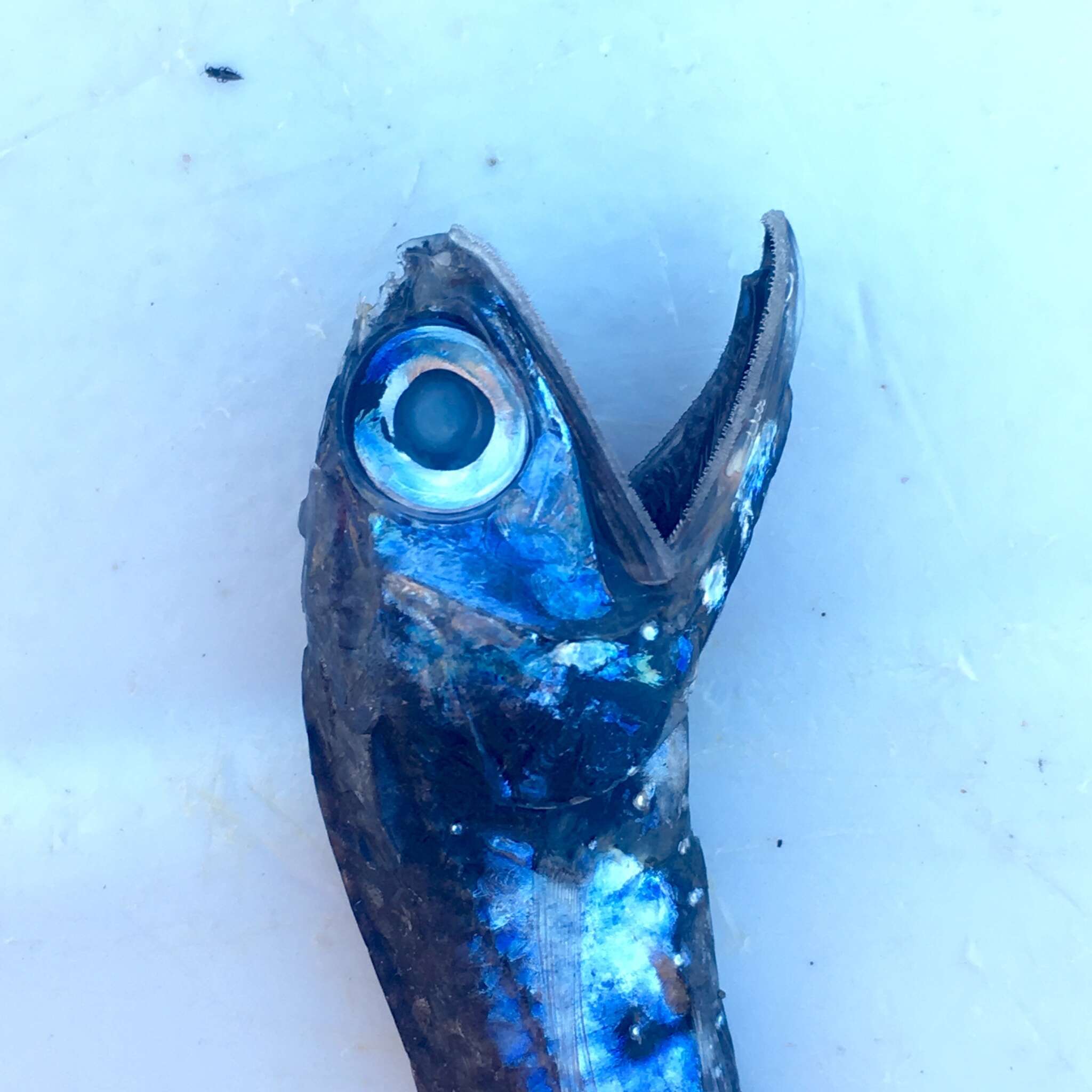 Image of Madeira lantern fish