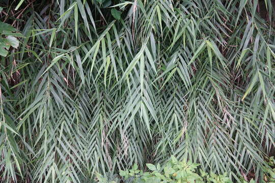 Image of Arundo formosana Hack.