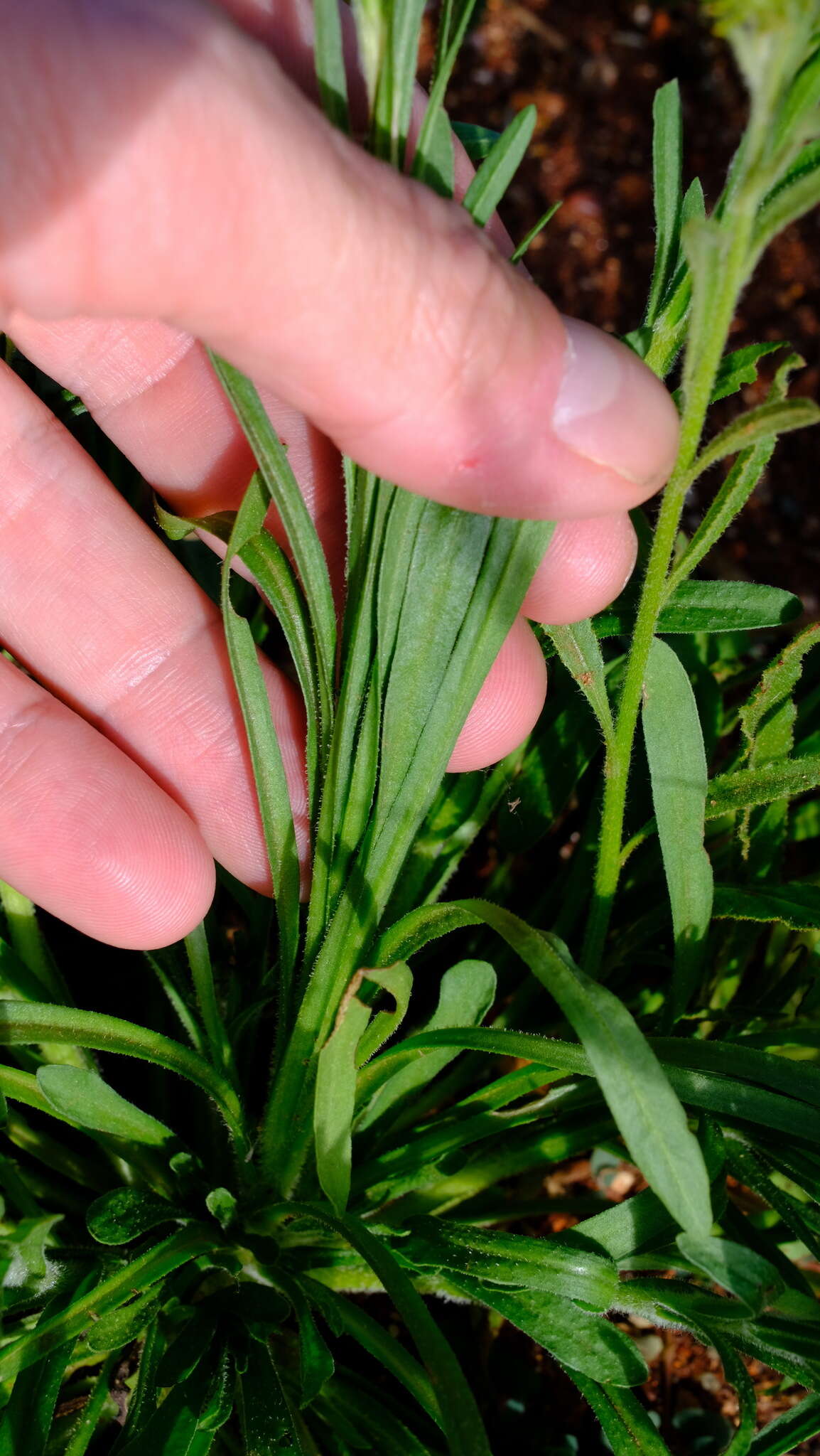 Image of Cephalipterum