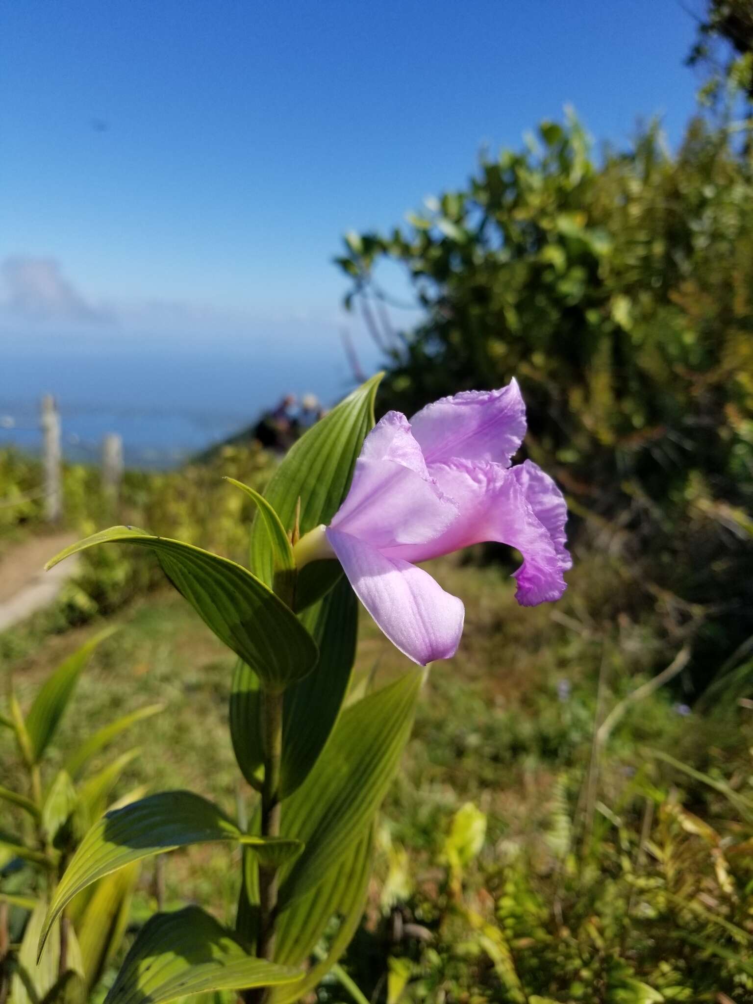 Image of Sobralia warszewiczii Rchb. fil.