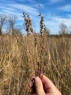 Image of obedient plant