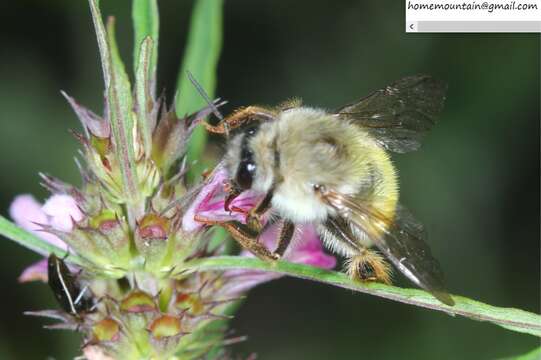 Image of Bombus picipes Richards 1934