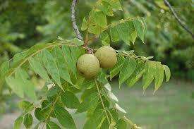 Image of black walnut