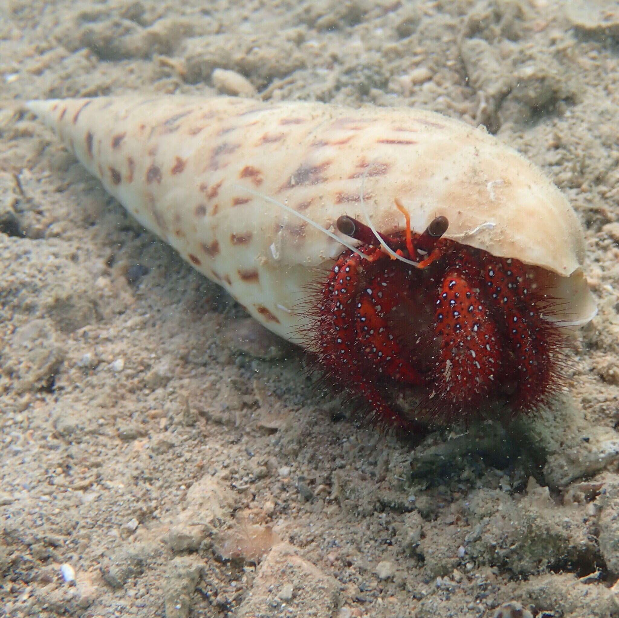 Image of Oxymeris maculata (Linnaeus 1758)