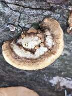 Sivun Trametes cubensis (Mont.) Sacc. 1891 kuva