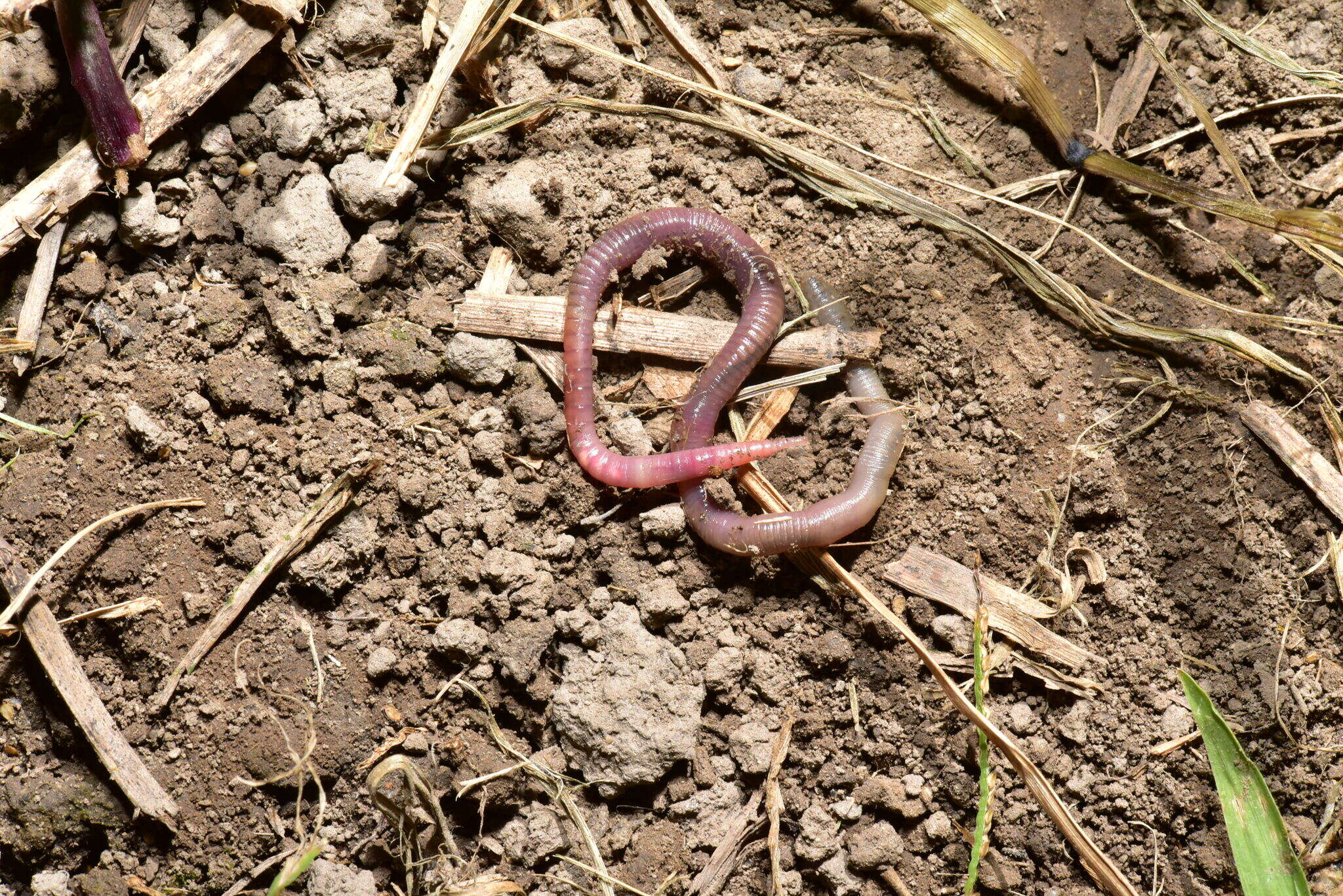 Image of Earthworm