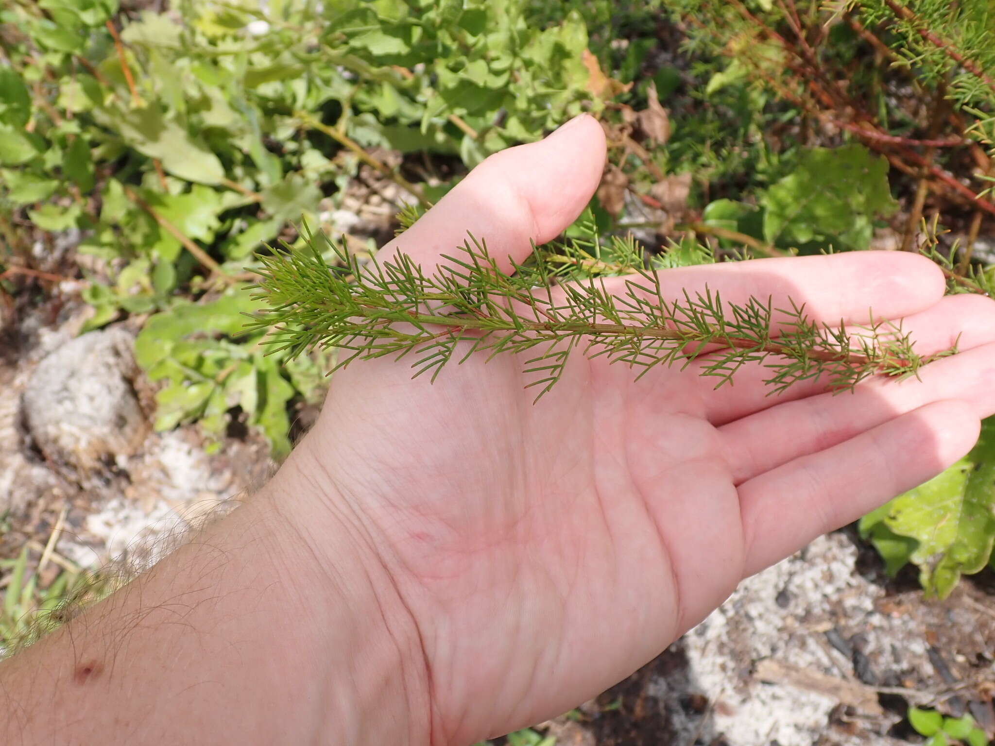 Dalea pinnata var. pinnata resmi