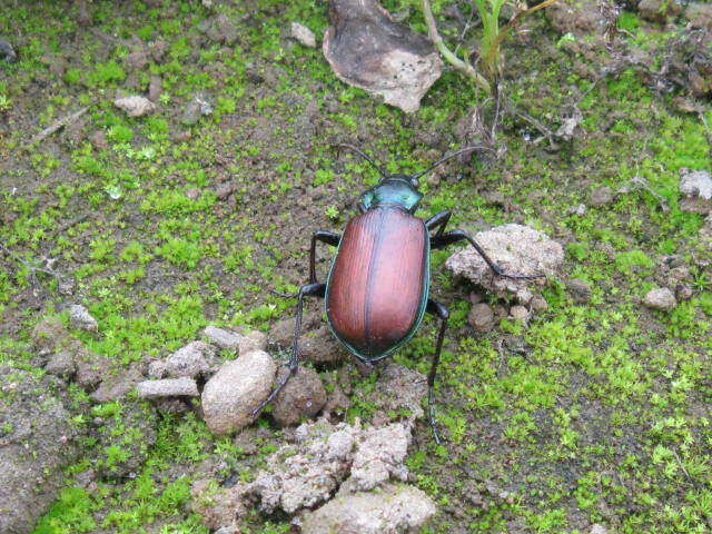 Image of Calosoma (Castrida) rufipenne Dejean 1831