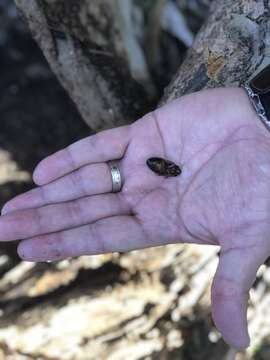 Image of Surinam cockroach