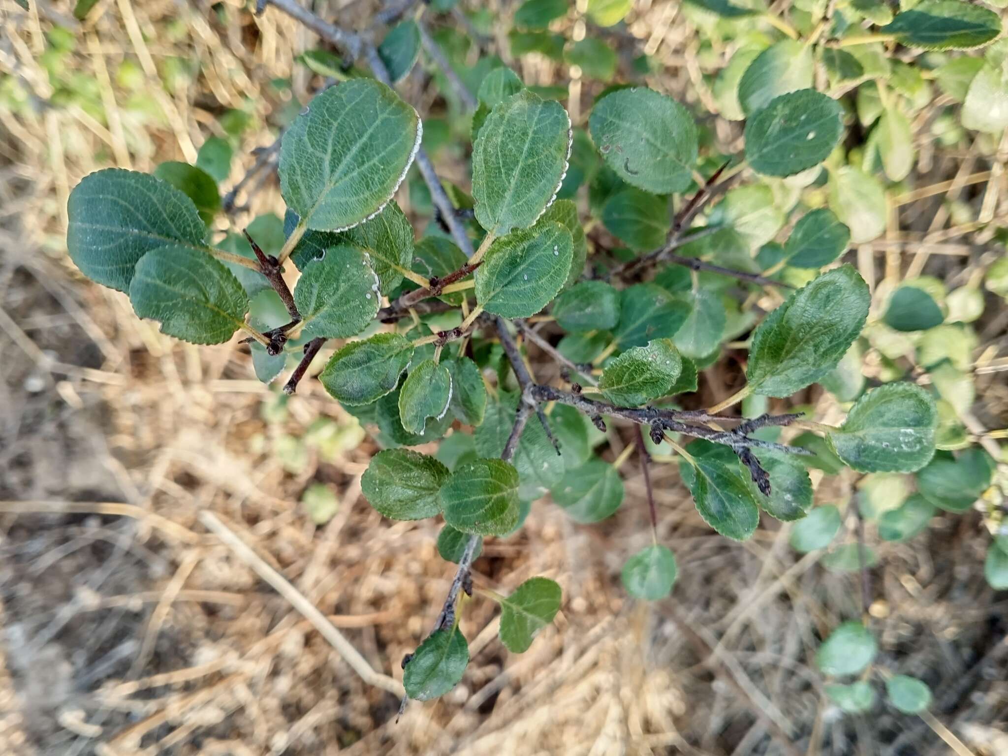 Sivun Rhamnus saxatilis subsp. saxatilis kuva