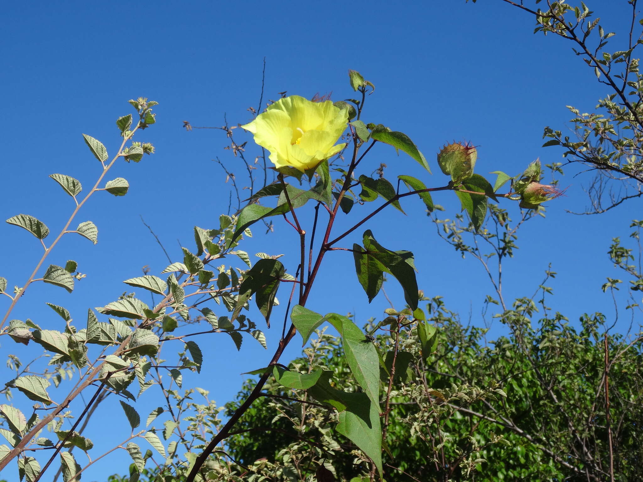 Image of Darwin's Cotton