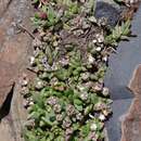 Delosperma katbergense L. Bol. resmi