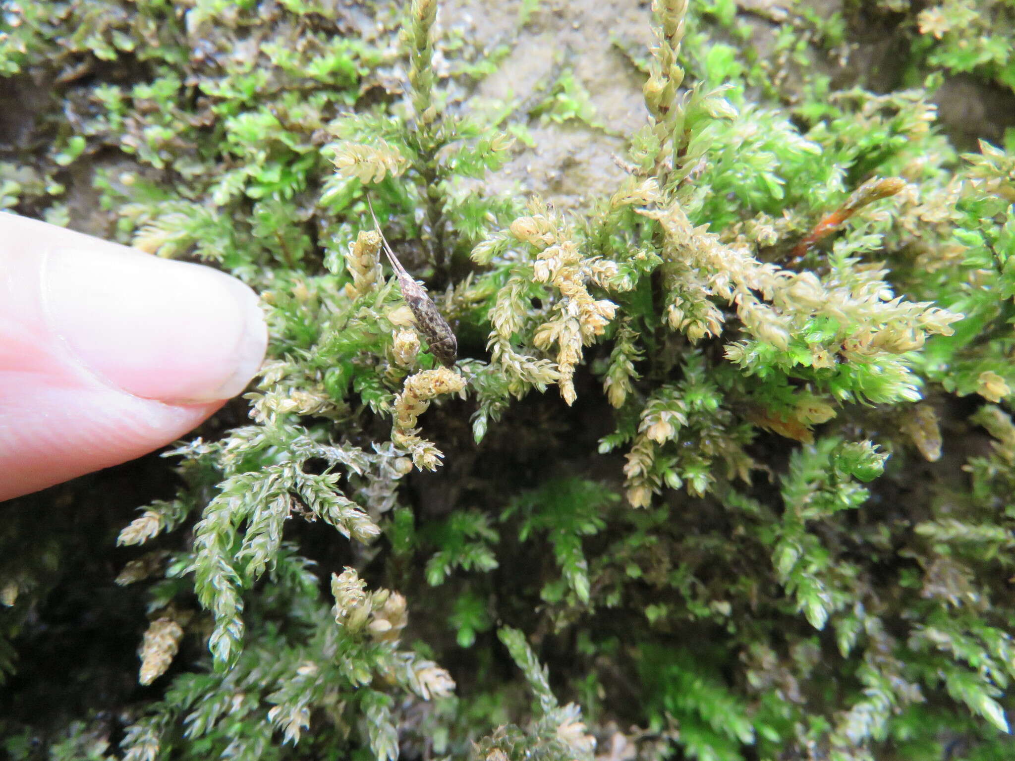 Image of thamnobryum moss