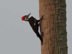 Imagem de Dryocopus pileatus pileatus (Linnaeus 1758)