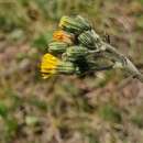 Image of Pilosella cymosa subsp. vaillantii (Tausch) S. Bräut. & Greuter