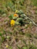 Imagem de Pilosella cymosa subsp. vaillantii (Tausch) S. Bräut. & Greuter