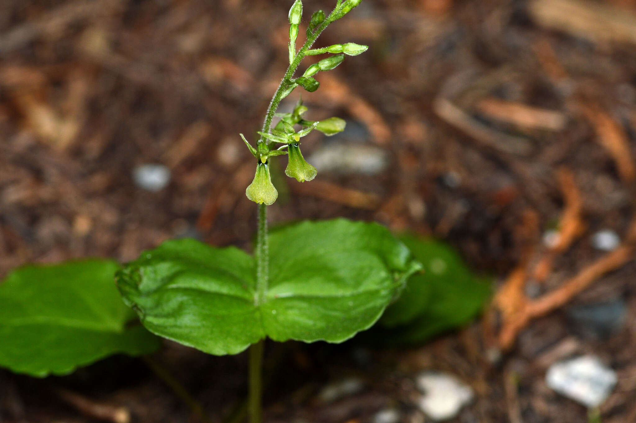 Neottia banksiana (Lindl.) Rchb. fil. resmi