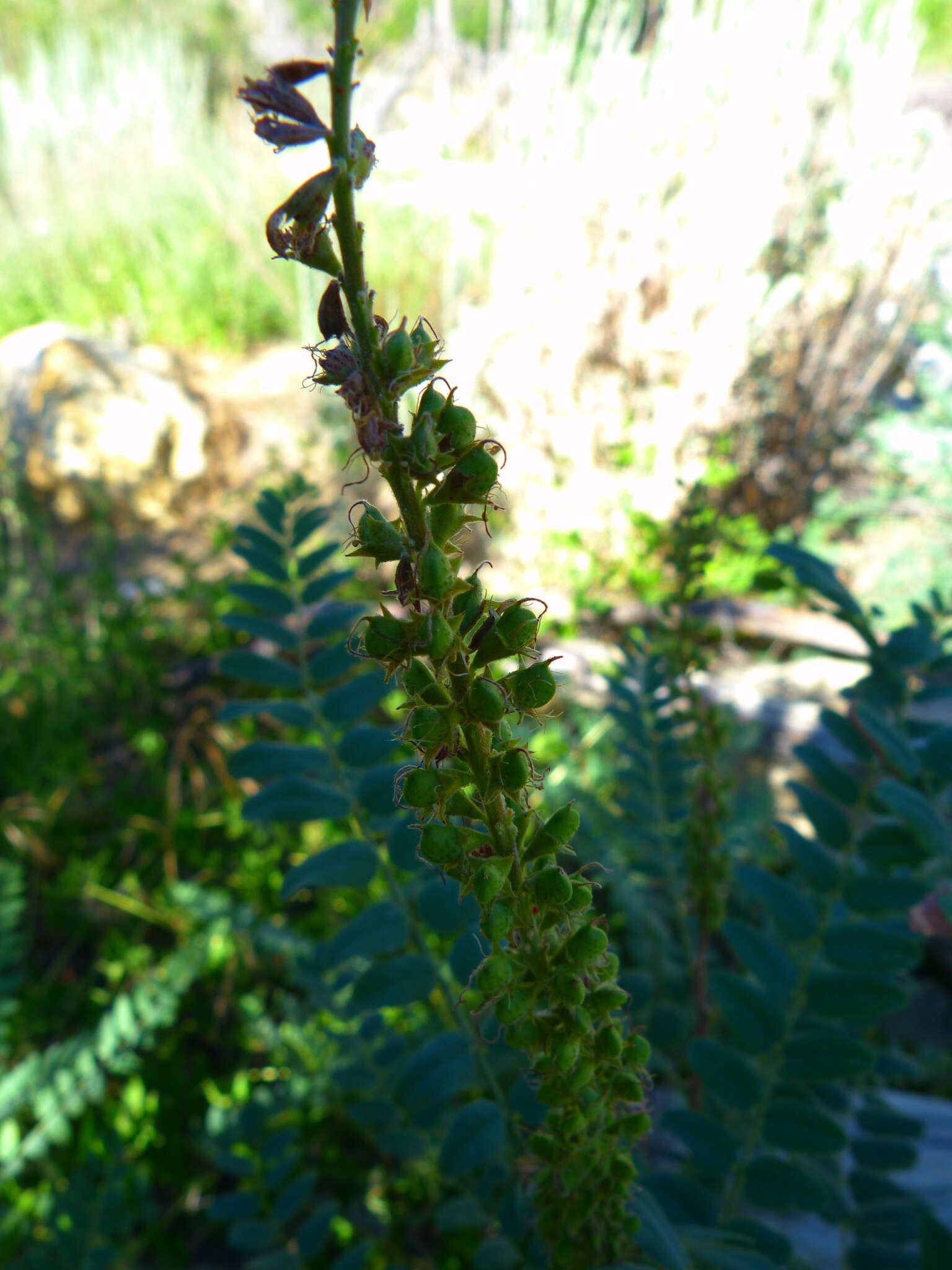 Amorpha californica var. californica的圖片