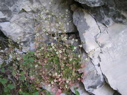 Image of Sedum fragrans H. 't Hart