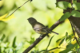 Image of Blue-headed Vireo