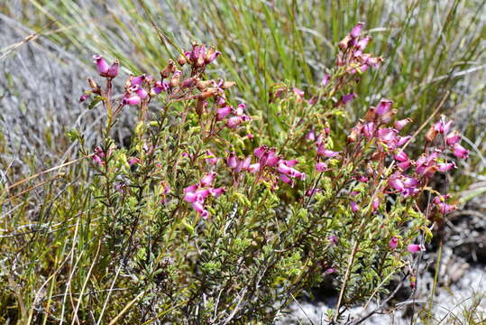 Image of Erica glutinosa var. glutinosa