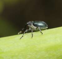 Image of <i>Ceutorhynchus americanus</i>