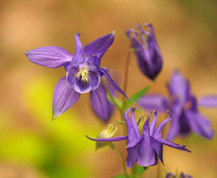 Image of Aquilegia vulgaris subsp. vulgaris