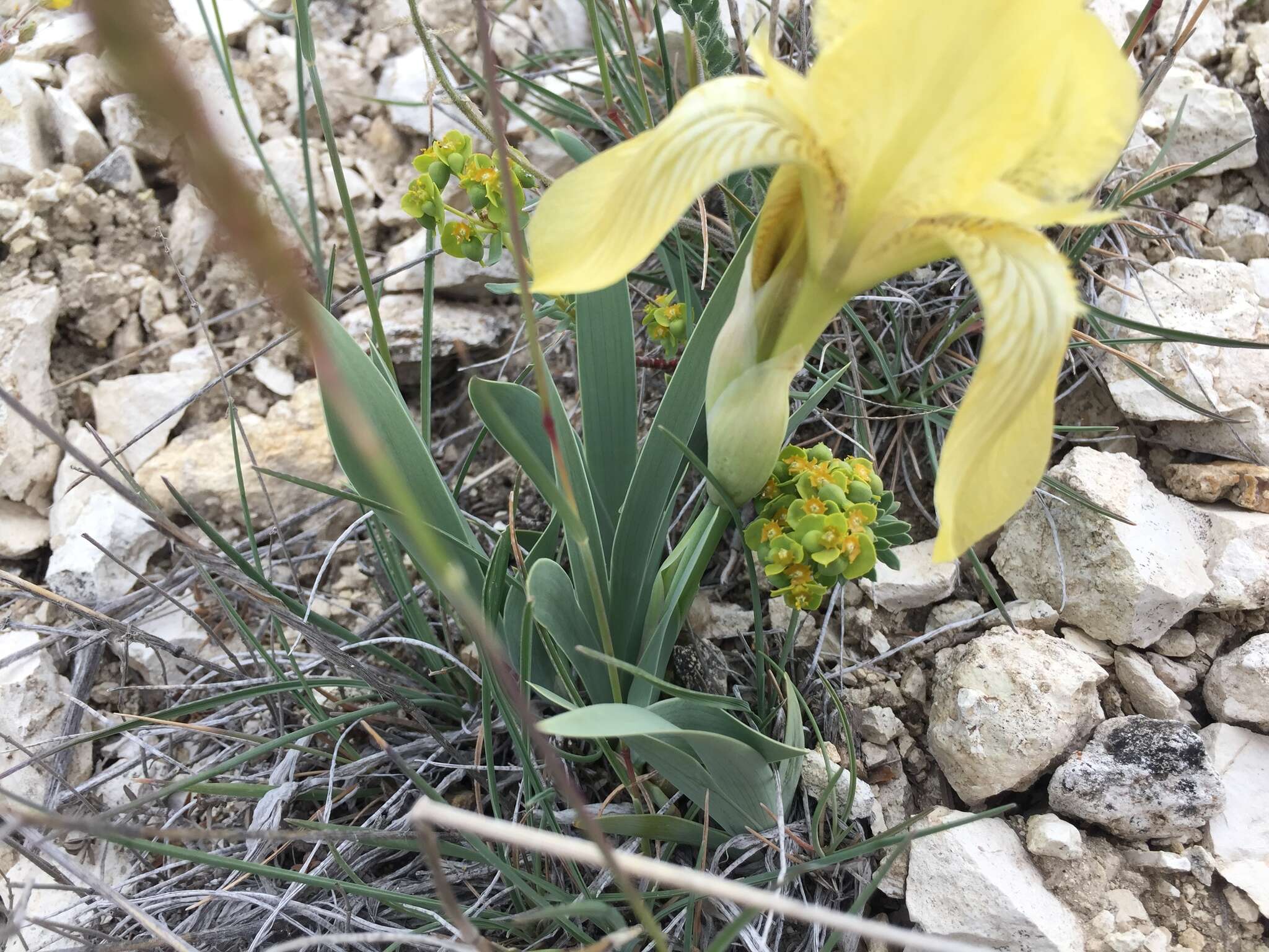 Imagem de Iris schachtii Markgr.