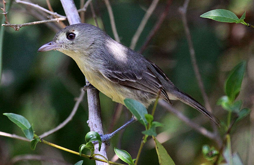 Image of Cuban Vireo