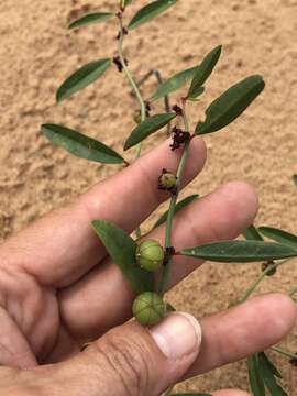 Image de Phyllanthus warnockii G. L. Webster