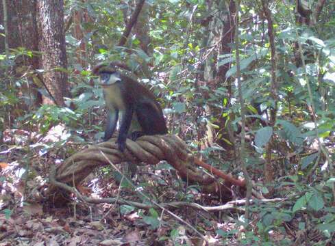 Cercopithecus ascanius (Audebert 1799) resmi