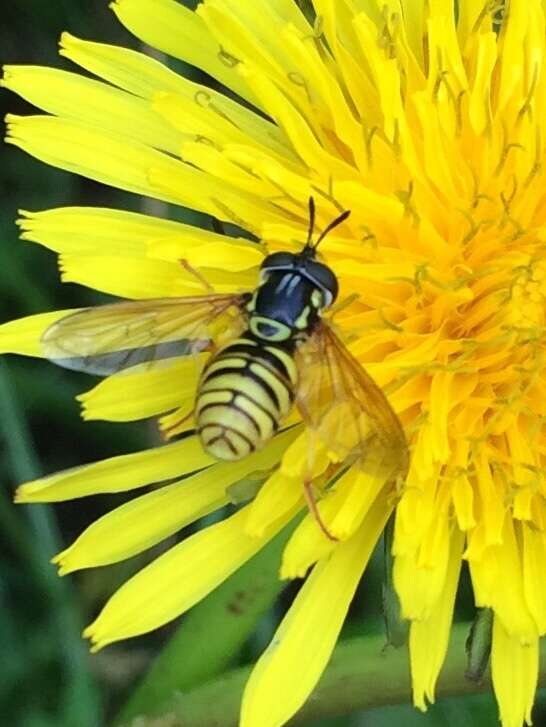 Image de Chrysotoxum verralli Collin 1940