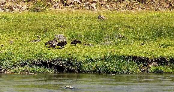 Image of Wattled Ibis