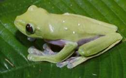 Image of Pink-sided Treefrog