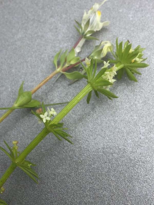 Image of warty bedstraw