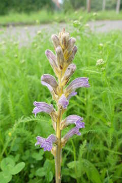 Phelipanche purpurea (Jacq.) Soják resmi