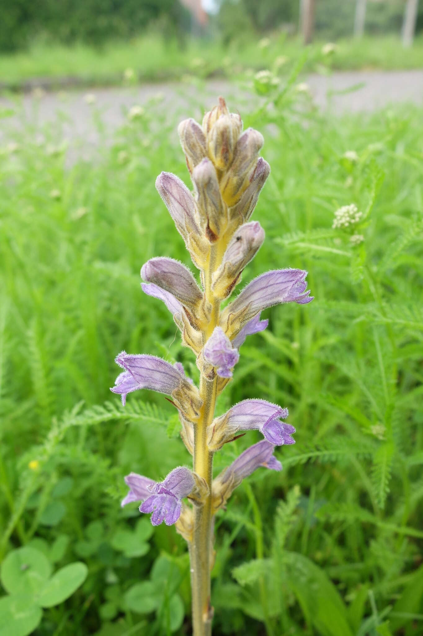 Image of Phelipanche purpurea subsp. purpurea