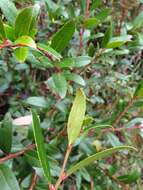 Image de Gaultheria appressa A. W. Hill