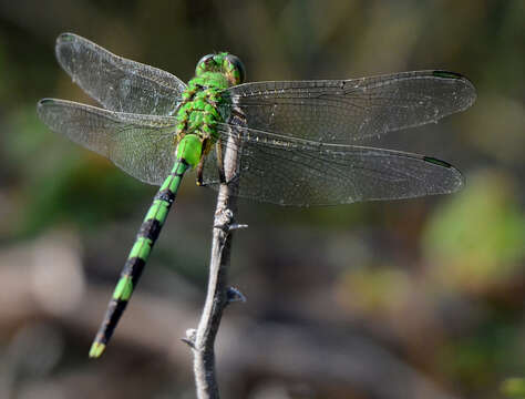 Image of Great Pondhawk