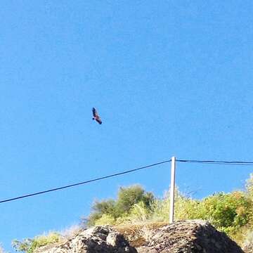 Image of Eurasian Griffon Vulture