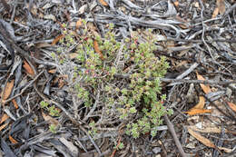 Image of rosy bluebush