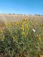 Senecio macrocarpus F. Müll. ex R. O. Belcher resmi