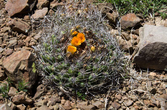 Rebutia neocumingii subsp. lanata (F. Ritter) D. R. Hunt的圖片