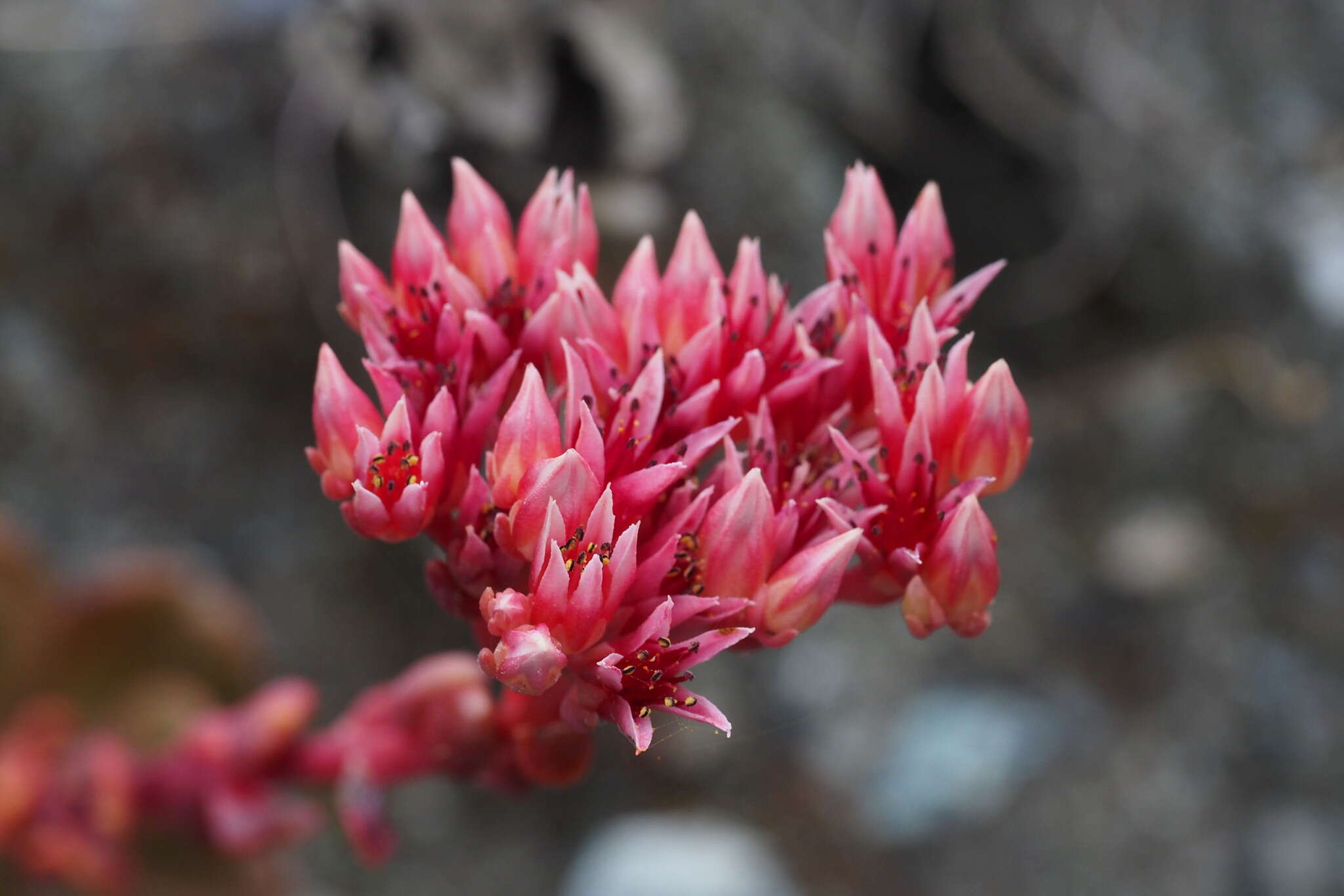 Image of roseflower stonecrop