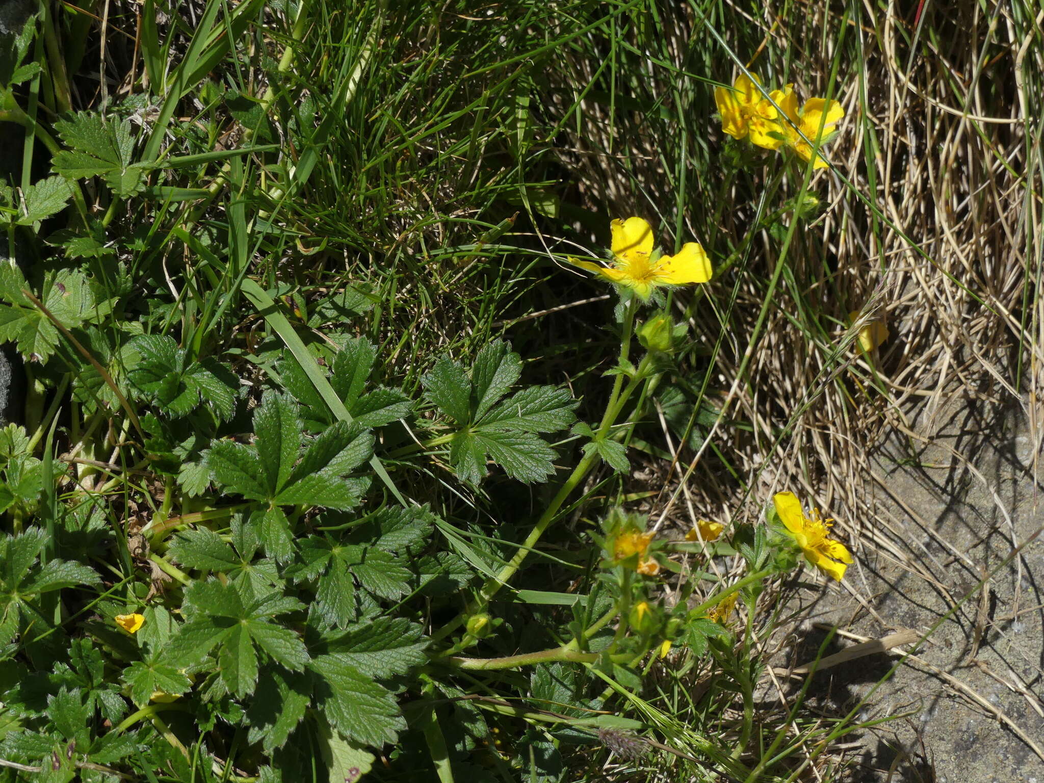 Imagem de Potentilla pyrenaica Ramond ex DC.