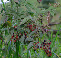 Image de Rubus urticifolius Poir.