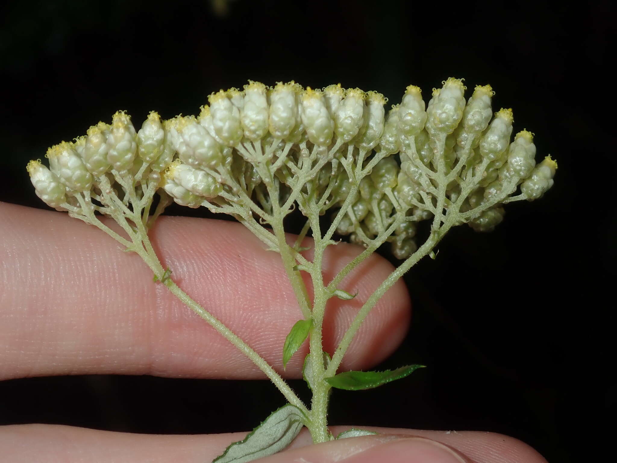 Cassinia denticulata R. Br resmi